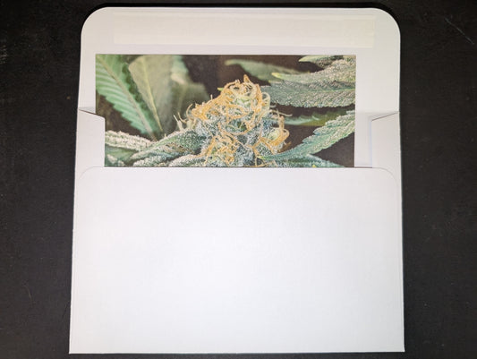 Postcard 11 Orangeade