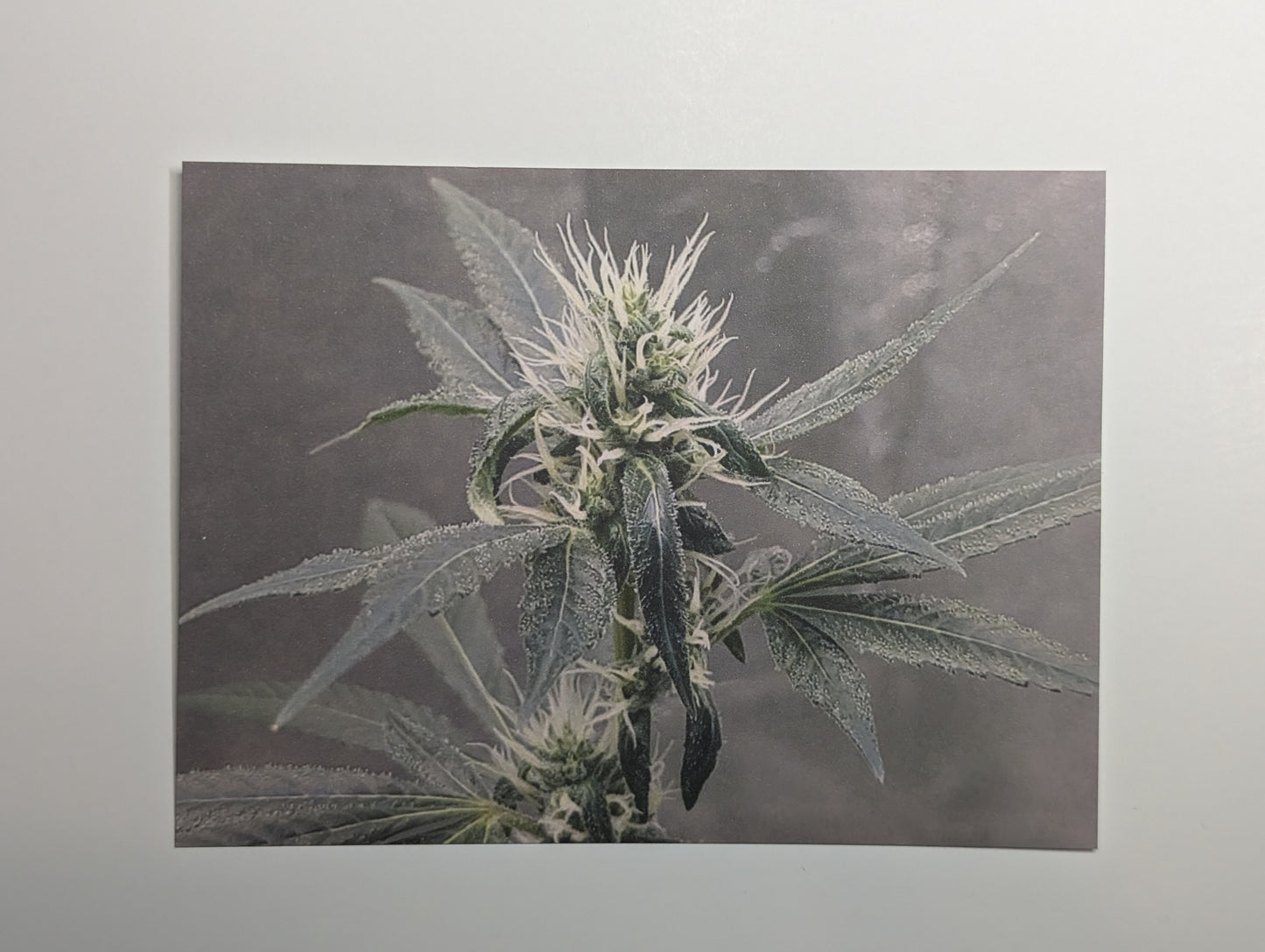 Postcard 14 Sour Cookies