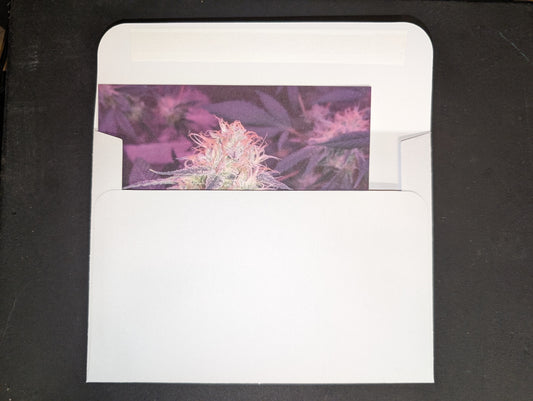 Postcard 01 Star Dawg