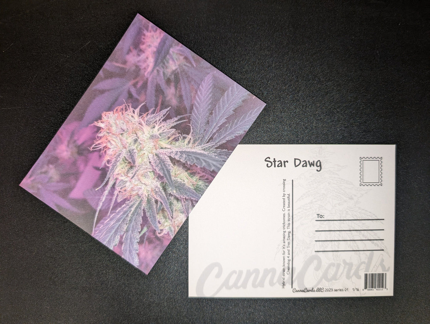 Postcard 01 Star Dawg