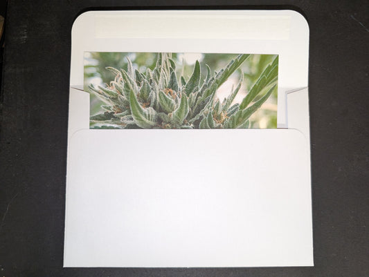 Postcard 02 Billy Kimber OG