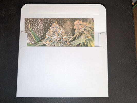 Postcard 04 Blood Orange Tangie