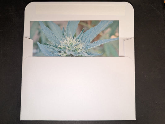 Postcard 07 Dutch Treat