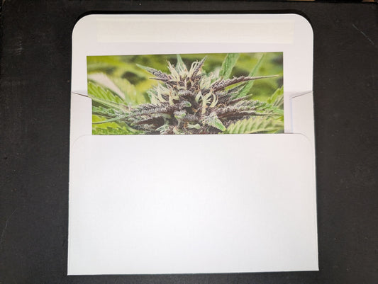 Postcard 08 Forbidden Fruit