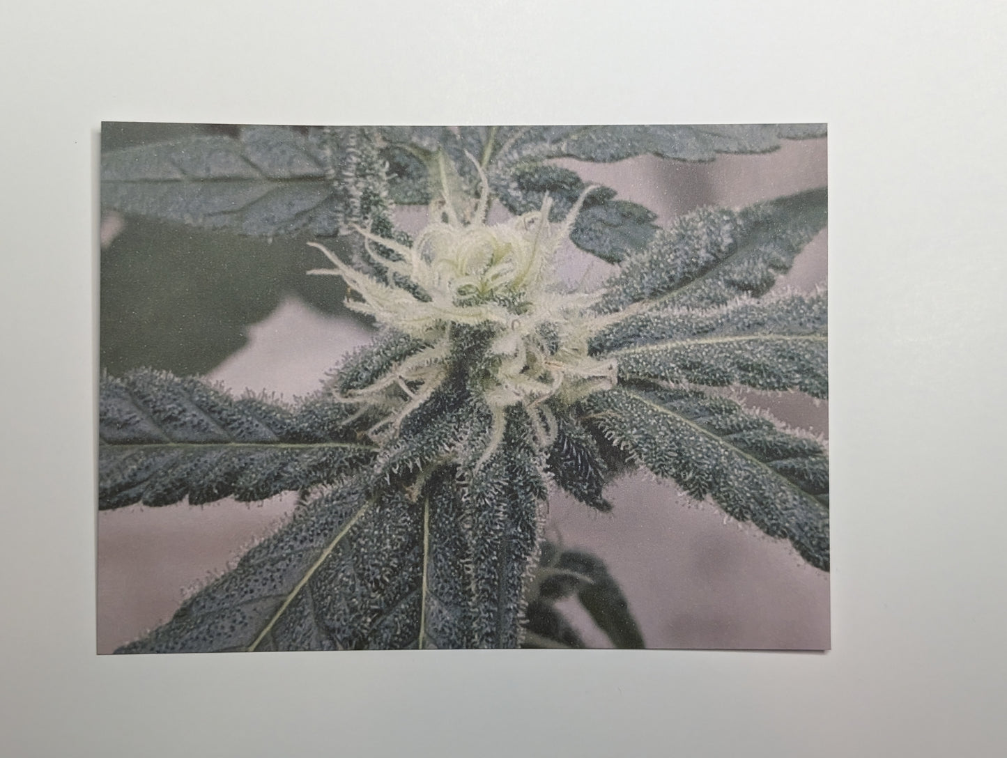 Postcard 09 MAC 1