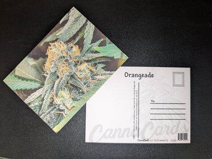 Postcard 11 Orangeade