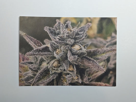 Postcard 13 Purple Terps