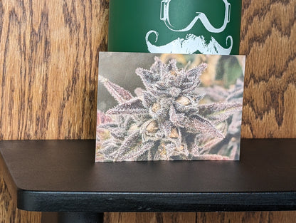 Postcard 13 Purple Terps