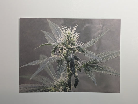 Postcard 14 Sour Cookies