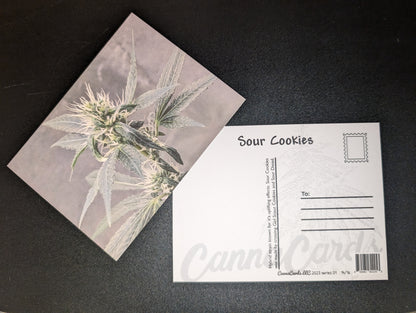 Postcard 14 Sour Cookies