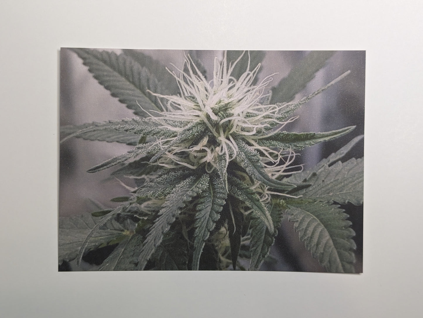 Postcard 15 Wappa