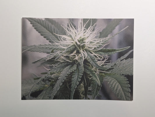 Postcard 15 Wappa