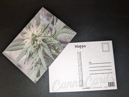 Postcard 15 Wappa