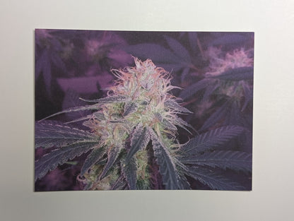 Postcard 01 Star Dawg