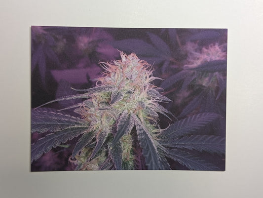 Postcard 01 Star Dawg