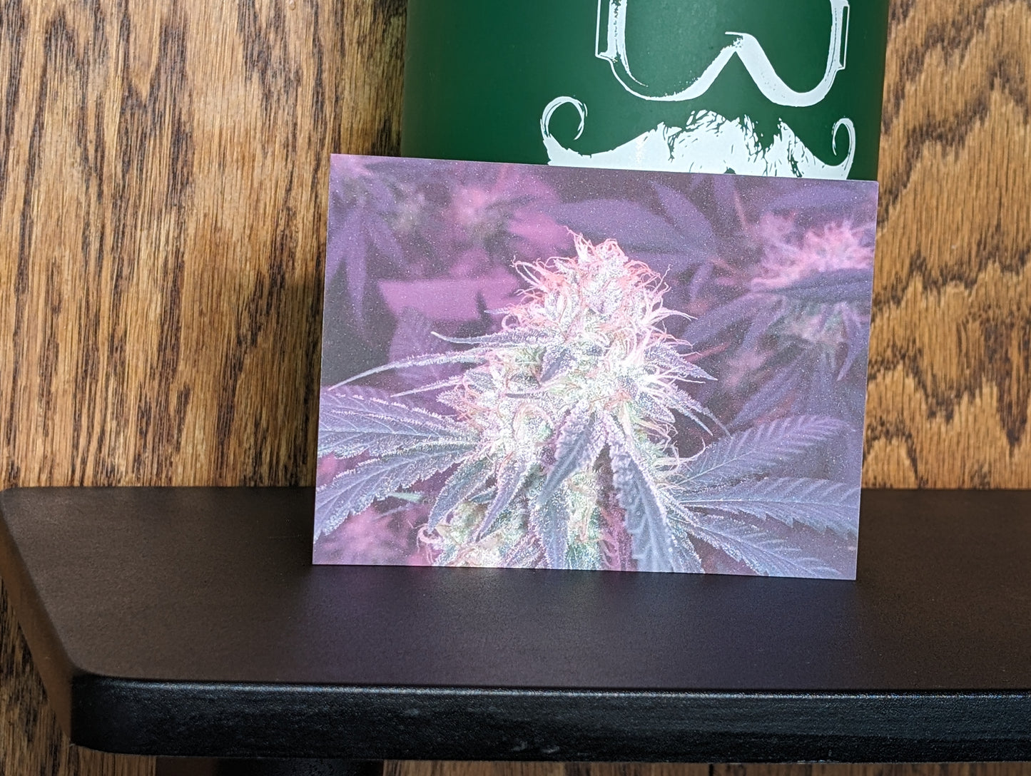 Postcard 01 Star Dawg