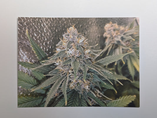 Postcard 04 Blood Orange Tangie