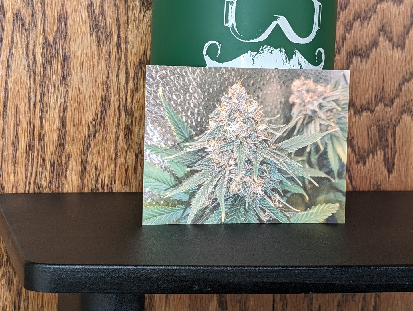 Postcard 04 Blood Orange Tangie