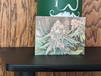 Postcard 04 Blood Orange Tangie