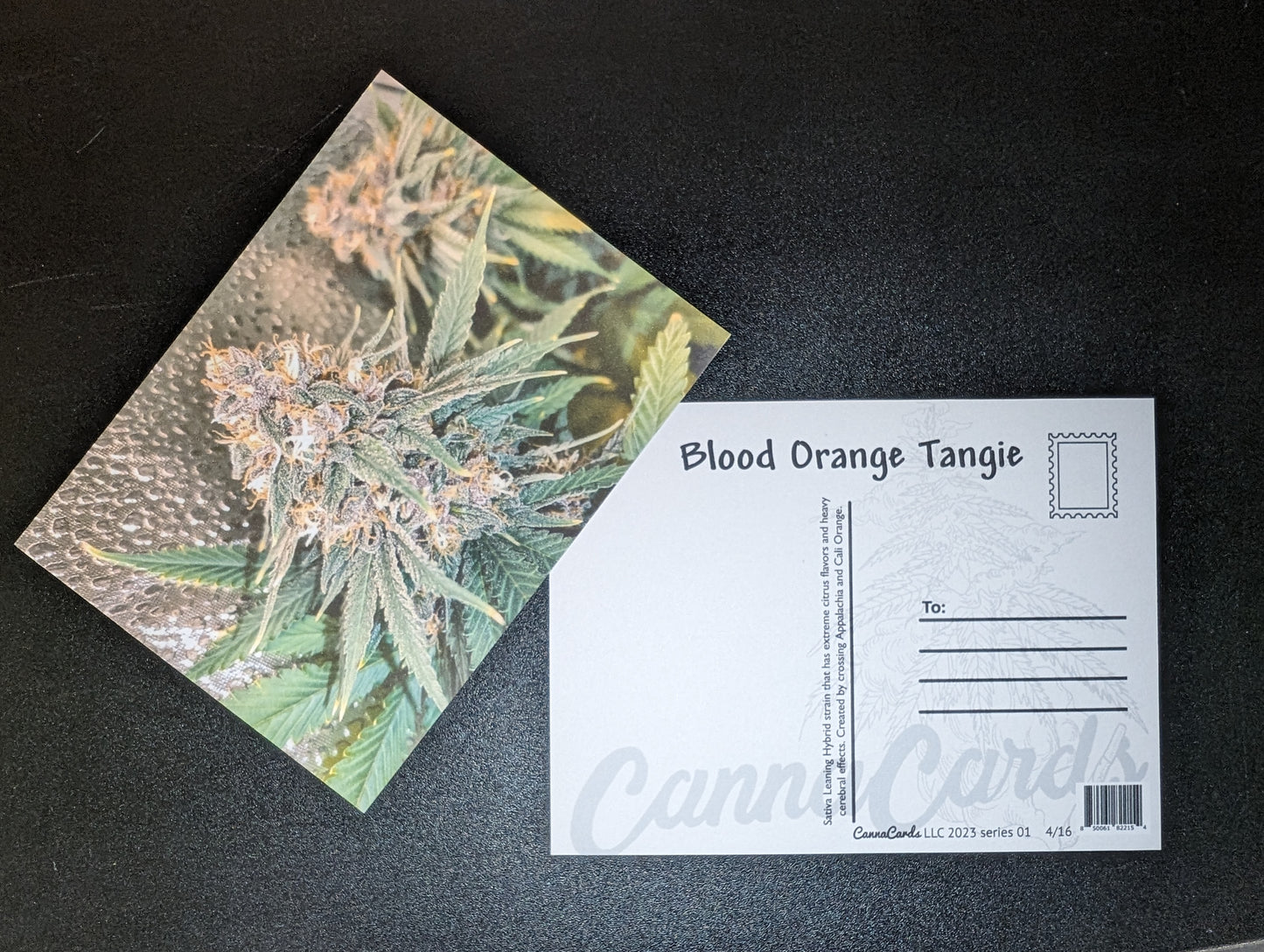 Postcard 04 Blood Orange Tangie
