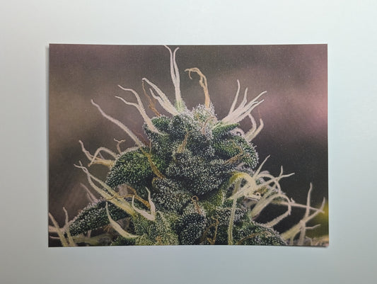 Postcard 05 Blue Dream