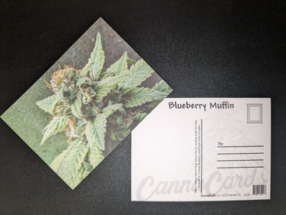 Postcard 06 Blueberry Muffin