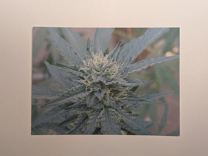 Postcard 07 Dutch Treat