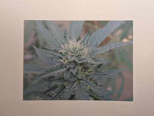Postcard 07 Dutch Treat