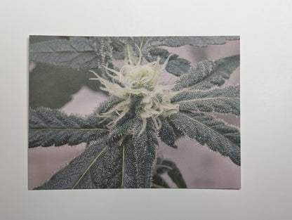 Postcard 09 MAC 1
